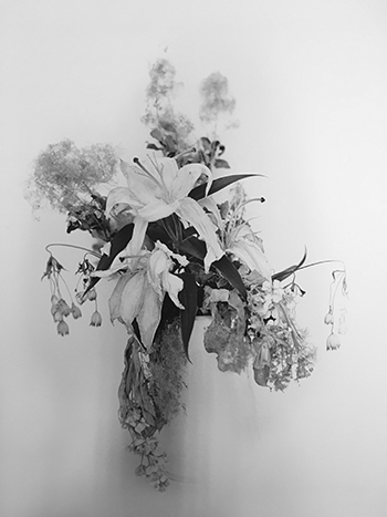 Anne Lise Broyer - Le Langage des fleurs (hommage à Adolphe Braun) - série en cours - 1